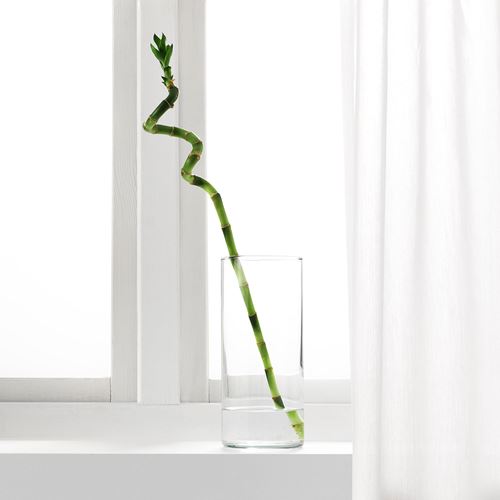 IKEA - DRACAENA, canlı bitki, yeşil, 45 cm