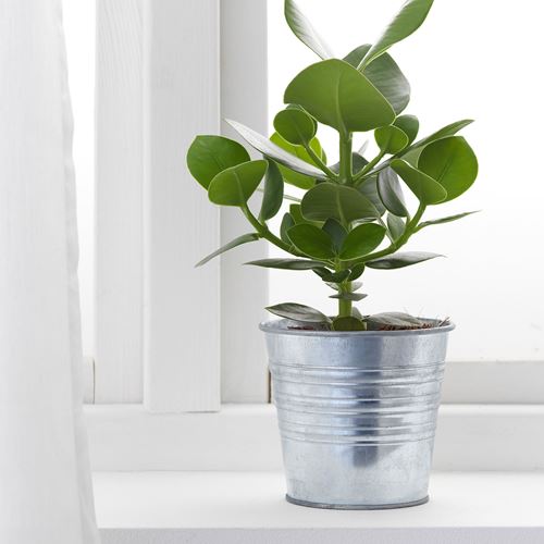 IKEA - SOCKER, çelik saksı, galvanizli, 12 cm