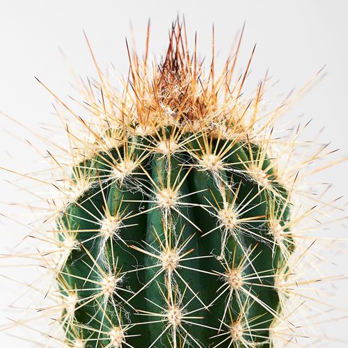 IKEA - CACTACEAE, potted plant, green, 12 cm
