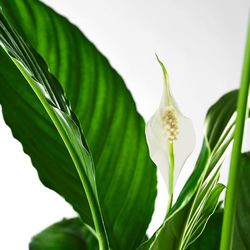 IKEA - SPATHIPHYLLUM, canlı bitki, beyaz-yeşil, 17 cm