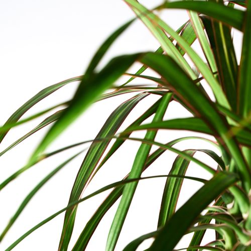 IKEA - DRACAENA MARGINATA, potted plant, green, 19 cm