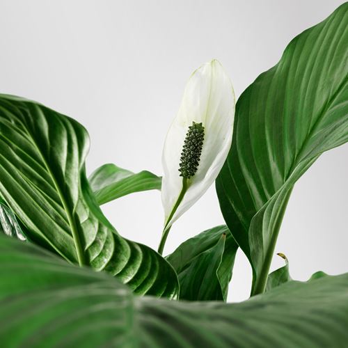 IKEA - SPATHIPHYLLUM, canlı bitki, beyaz-yeşil, 24 cm