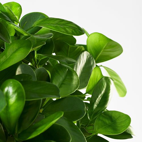 IKEA - FICUS, canlı bitki, yeşil, 14 cm