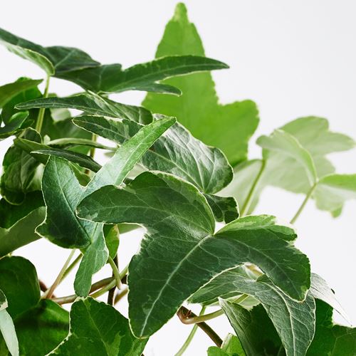 IKEA - HEDERA HELIX, potted plant, green, 13 cm