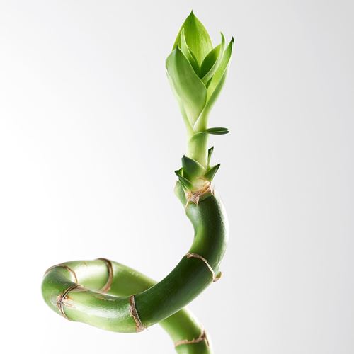 IKEA - DRACAENA, canlı bitki, yeşil, 45 cm