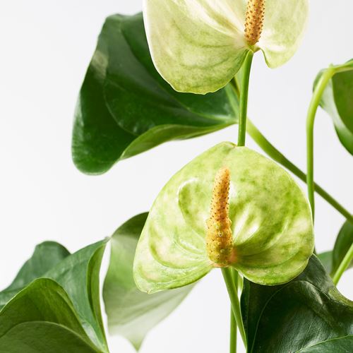 IKEA - ANTHURIUM, potted plant, multicolour, 12 cm