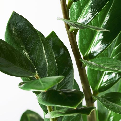 IKEA - ZAMIOCULCAS, potted plant, green, 17 cm