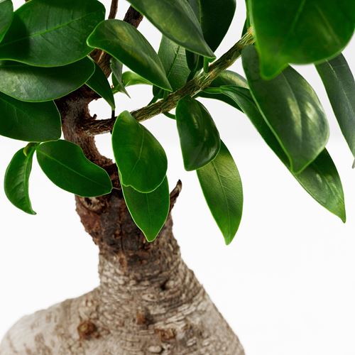 IKEA - FICUS, canlı bitki, çeşitli renkler, 14 cm