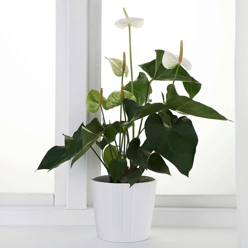 IKEA - ANTHURIUM, potted plant, multicolour, 12 cm
