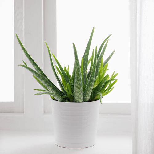 IKEA - ALOE VERA, potted plant, green, 12 cm