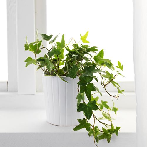 IKEA - HEDERA HELIX, canlı bitki, yeşil, 13 cm