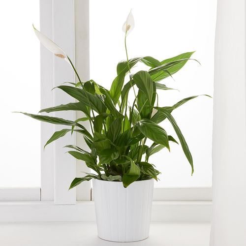 IKEA - SPATHIPHYLLUM, canlı bitki, beyaz-yeşil, 12 cm