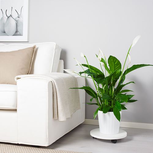 IKEA - SPATHIPHYLLUM, potted plant, white/green, 17 cm