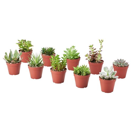 IKEA - SUCCULENT, canlı bitki, yeşil, 9 cm