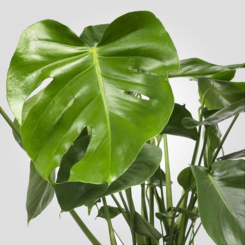IKEA - MONSTERA, potted plant, green, 21 cm