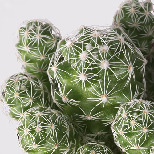 IKEA - CACTACEAE, potted plant, green, 12 cm