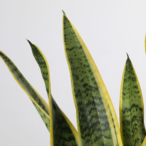 IKEA - SANSEVIERIA TRIFASCIATA	, canlı bitki, yeşil, 14 cm
