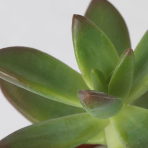 IKEA - SUCCULENT, canlı bitki, yeşil, 6 cm