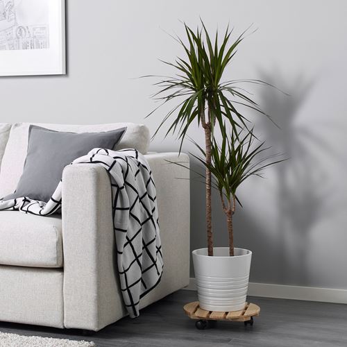 IKEA - DRACAENA MARGINATA, potted plant, green, 19 cm