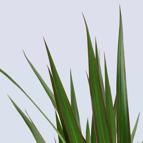 IKEA - DRACAENA MARGINATA, canlı bitki, yeşil, 19 cm