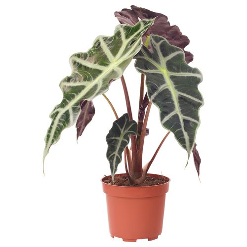 IKEA - ALOCASIA, canlı bitki, yeşil, 12 cm