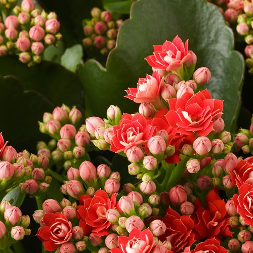 IKEA - KALANCHOE, canlı bitki, çok renkli, 10.5 cm