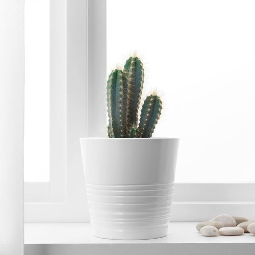 IKEA - CACTACEAE, potted plant, green, 12 cm