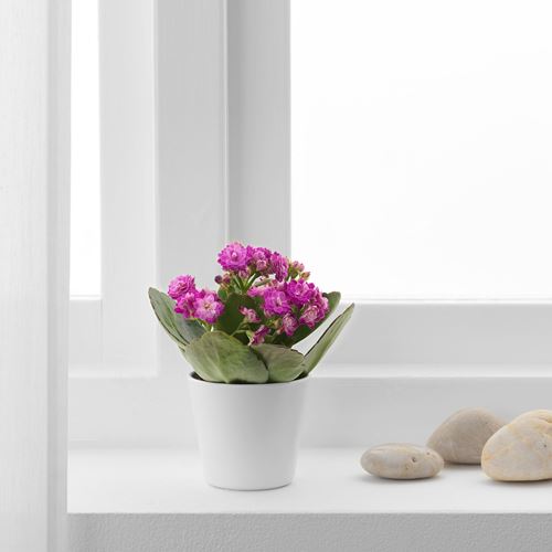 IKEA - KALANCHOE, canlı bitki, çok renkli, 6 cm