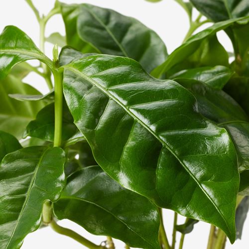 IKEA - COFFEA ARABICA, canlı bitki, yeşil, 7 cm