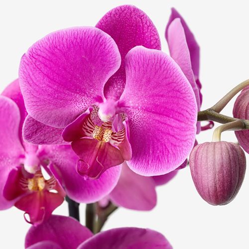 IKEA - PHALAENOPSIS, canlı bitki, yeşil, 12 cm