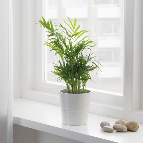IKEA - CHAMAEDOREA ELEGANS, canlı bitki, yeşil, 9 cm