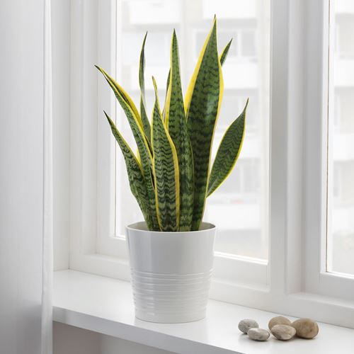 IKEA - SANSEVIERIA TRIFASCIATA	, canlı bitki, yeşil, 14 cm