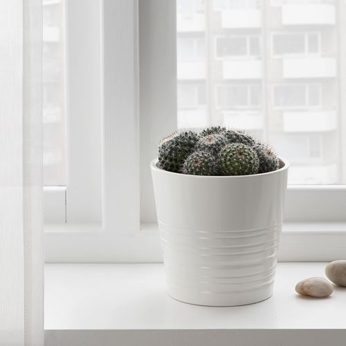 IKEA - CACTACEAE, potted plant, green, 12 cm