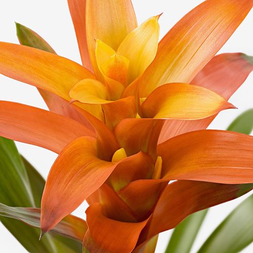 IKEA - GUZMANIA, canlı bitki, yeşil, 12 cm