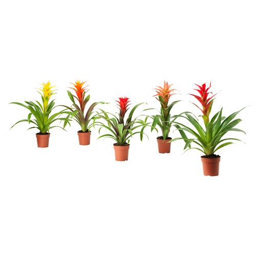 IKEA - GUZMANIA, canlı bitki, yeşil, 12 cm