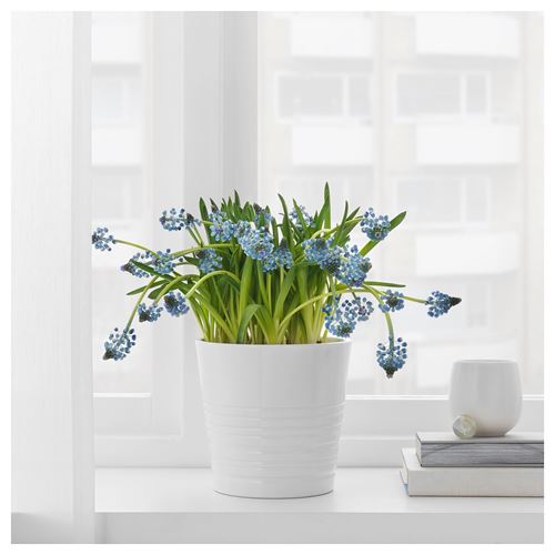 IKEA - MUSKOT, earthenware plant pot, white, 12 cm
