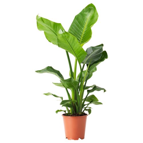 IKEA - STRELITZIA, canlı bitki, yeşil, 19 cm