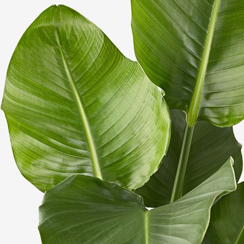 IKEA - STRELITZIA, canlı bitki, yeşil, 19 cm