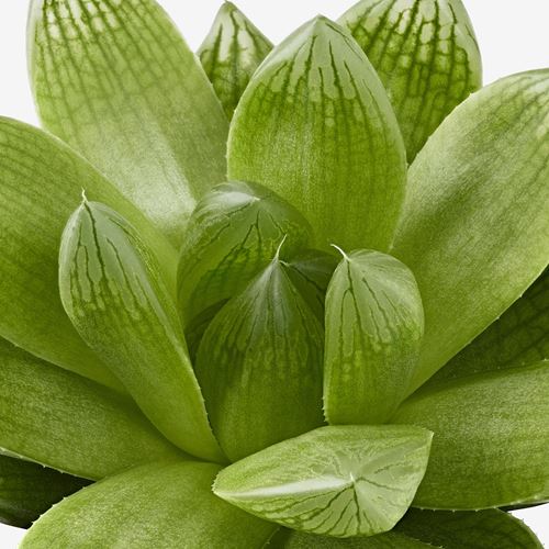 IKEA - SUCCULENT, potted plant, green, 6 cm