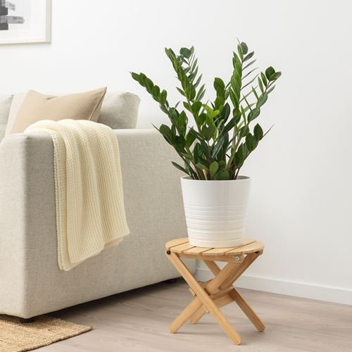 IKEA - ZAMIOCULCAS, canlı bitki, yeşil, 17 cm