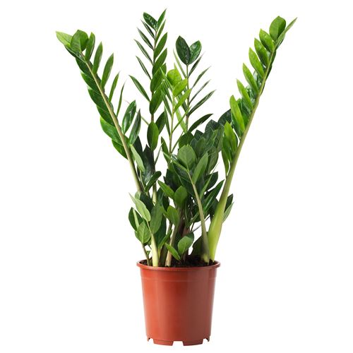 IKEA - ZAMIOCULCAS, potted plant, green, 17 cm