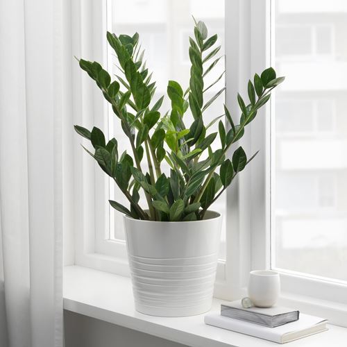 IKEA - ZAMIOCULCAS, potted plant, green, 17 cm