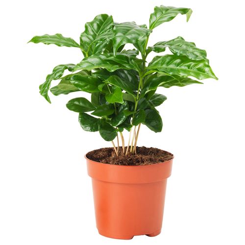 IKEA - COFFEA ARABICA, canlı bitki, yeşil, 7 cm