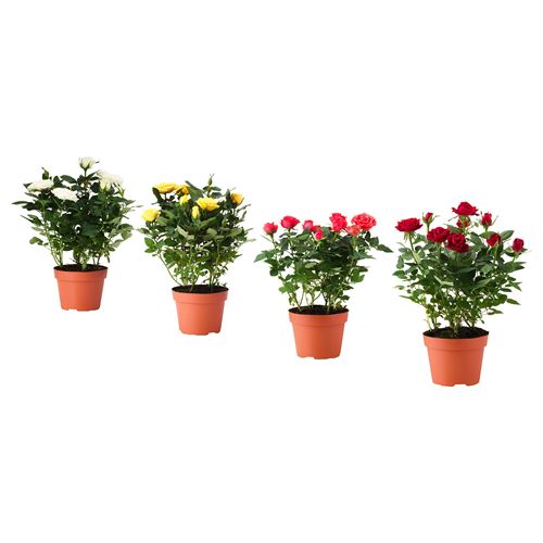 IKEA - ROSA, canlı bitki, yeşil, 12 cm