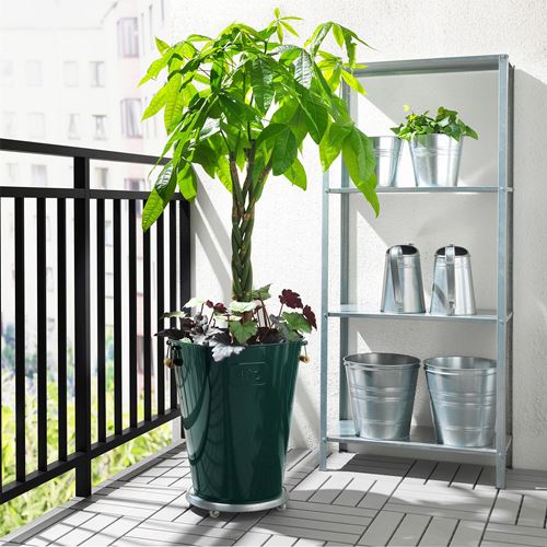 IKEA - PACHIRA AQUATICA, canlı bitki, yeşil, 27 cm