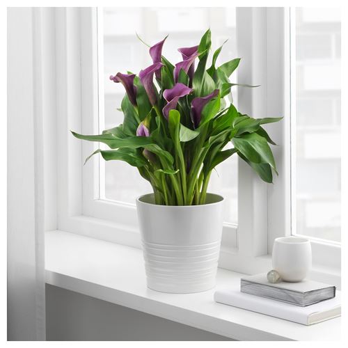 IKEA - MUSKOT, toprak saksı, beyaz, 15 cm