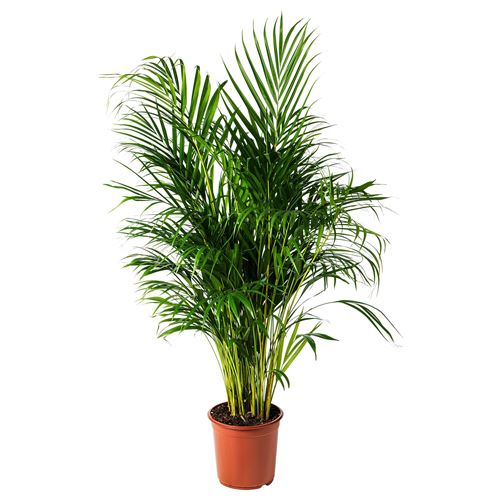 IKEA - DYPSIS LUTESCENS, potted plant, green, 24 cm