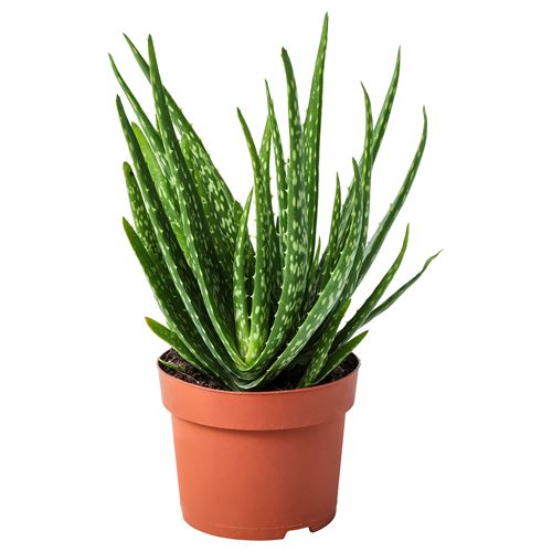 IKEA - ALOE VERA, potted plant, green, 12 cm