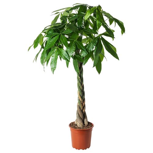 IKEA - PACHIRA AQUATICA, canlı bitki, yeşil, 27 cm