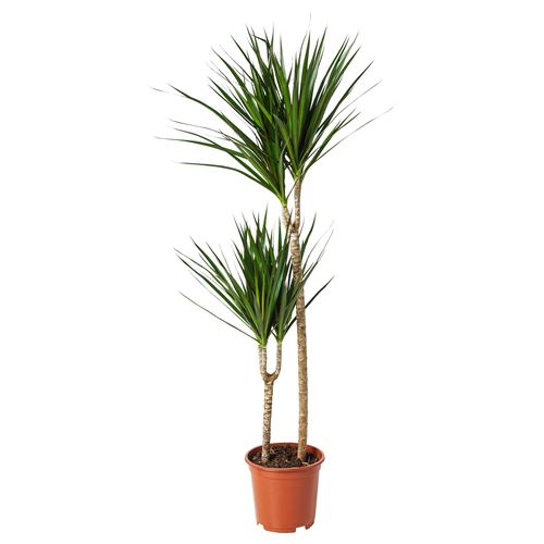 IKEA - DRACAENA MARGINATA, potted plant, green, 19 cm